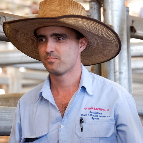 Lismore Saleyards Open!!! Ian Weir and Son