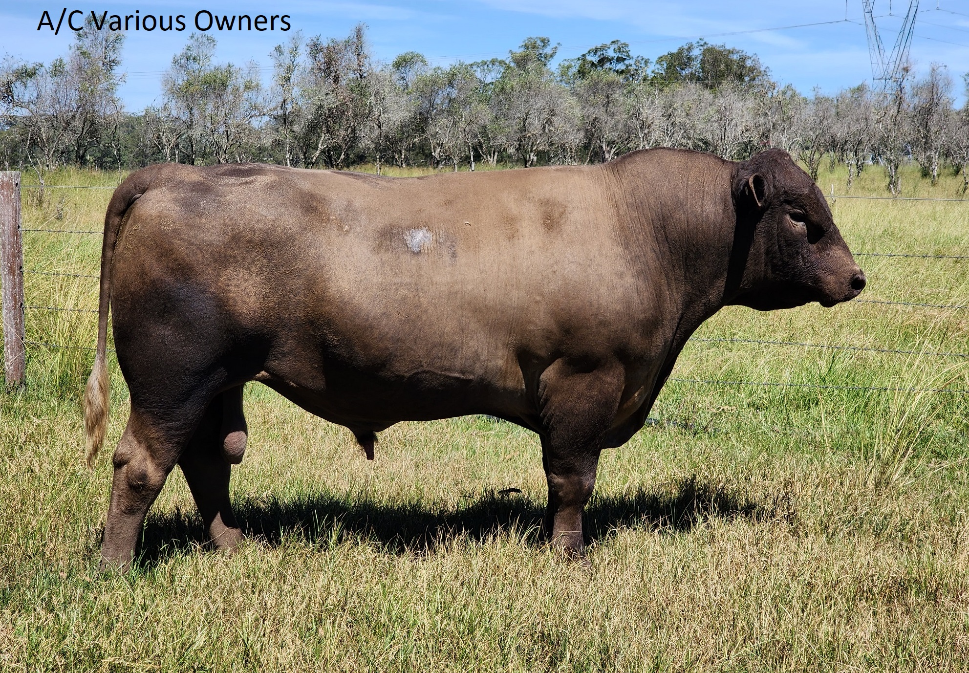 Beef Breeder Sale 15th April Ian Weir And Son