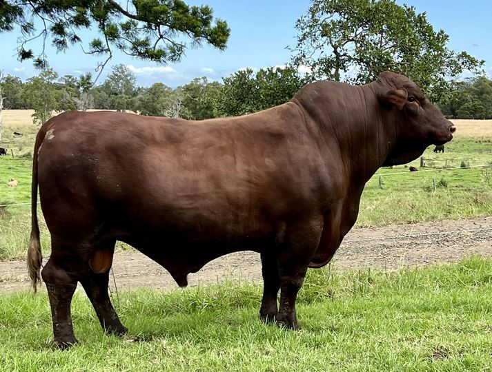 Beef Breeder Sale