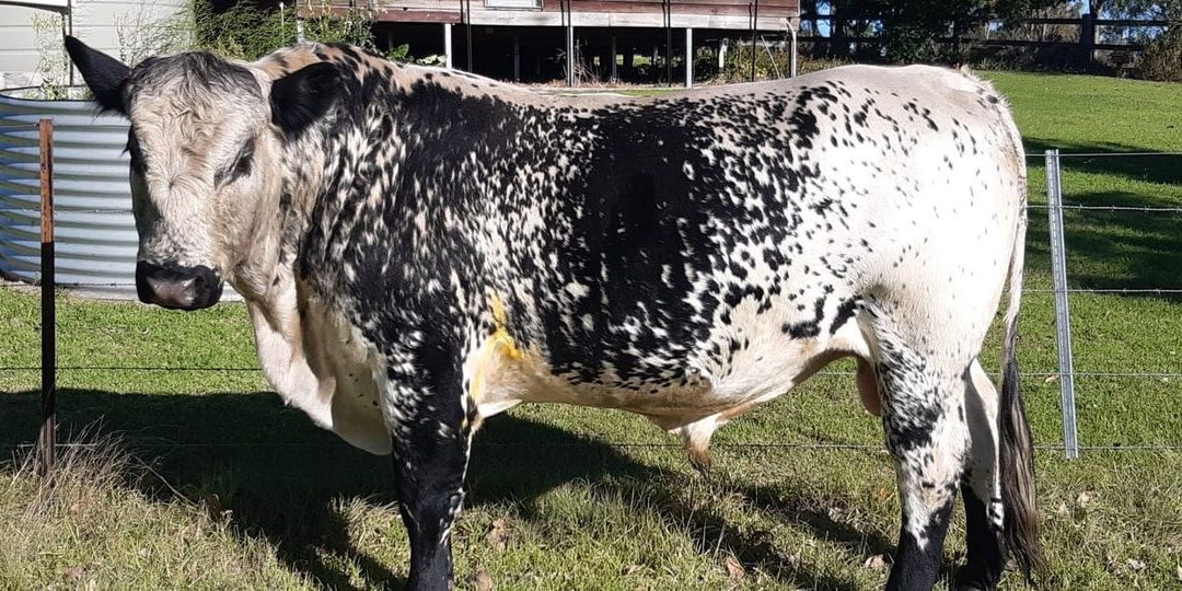 Speckle Park Bull