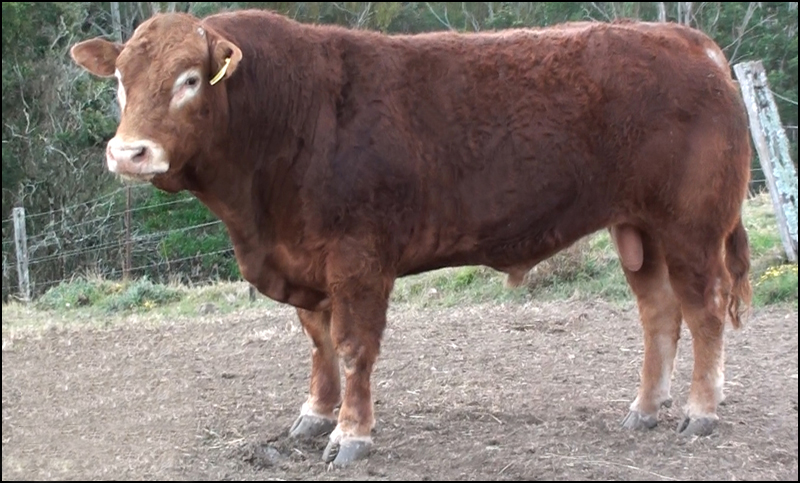 Beef Breeder Sale