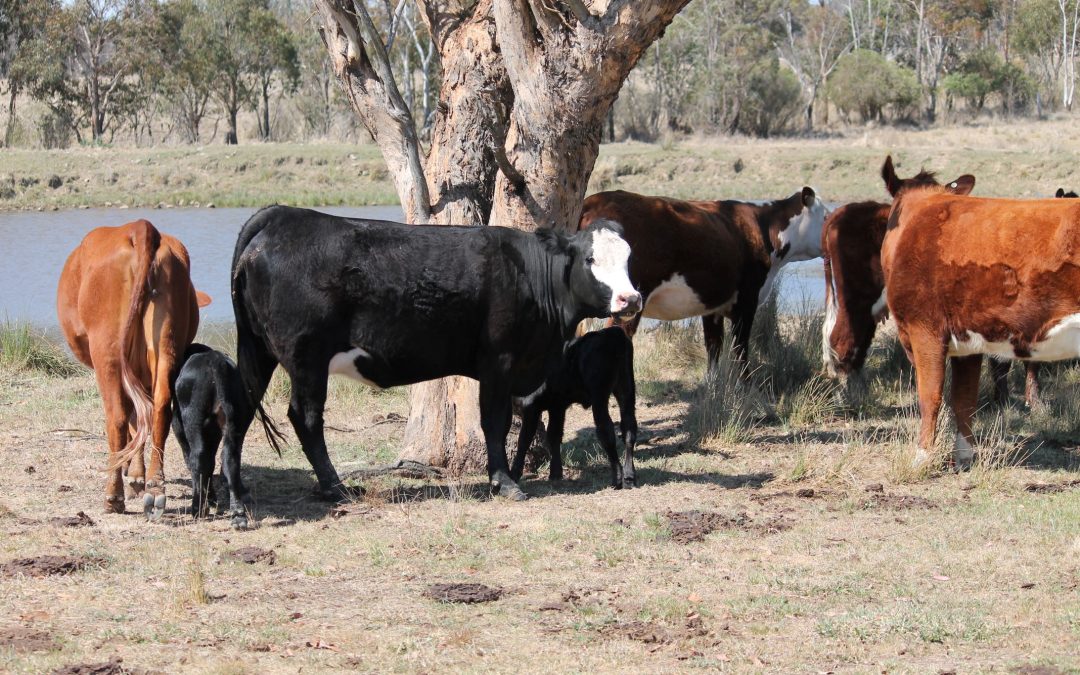 Store Cattle Sale