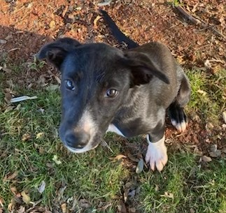 For Sale Cattle Dog Pup $350